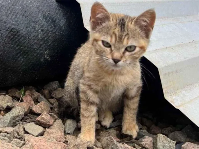 Gato ra a Exótico idade 2 a 6 meses nome Não tem nome 