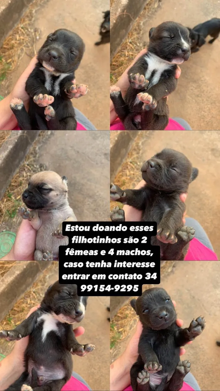 Cachorro ra a SRD-ViraLata idade Abaixo de 2 meses nome Não tem ainda