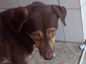 Cachorro raça SRD-ViraLata idade 5 anos nome Apollo 