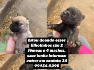 Cachorro raça SRD-ViraLata idade Abaixo de 2 meses nome Não tem ainda