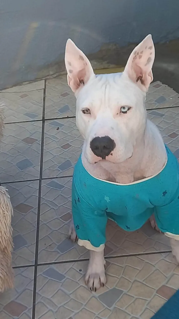 Cachorro ra a Pit-Bull idade 4 anos nome Bruce