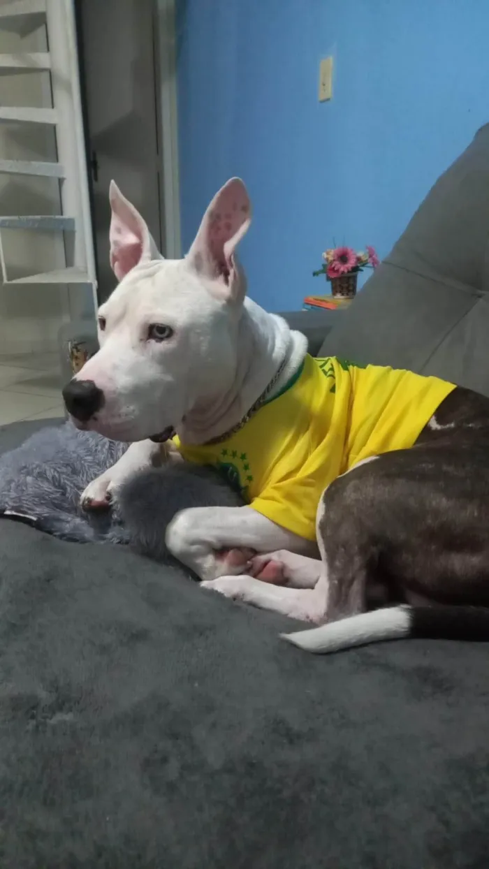 Cachorro ra a Pit-Bull idade 4 anos nome Bruce