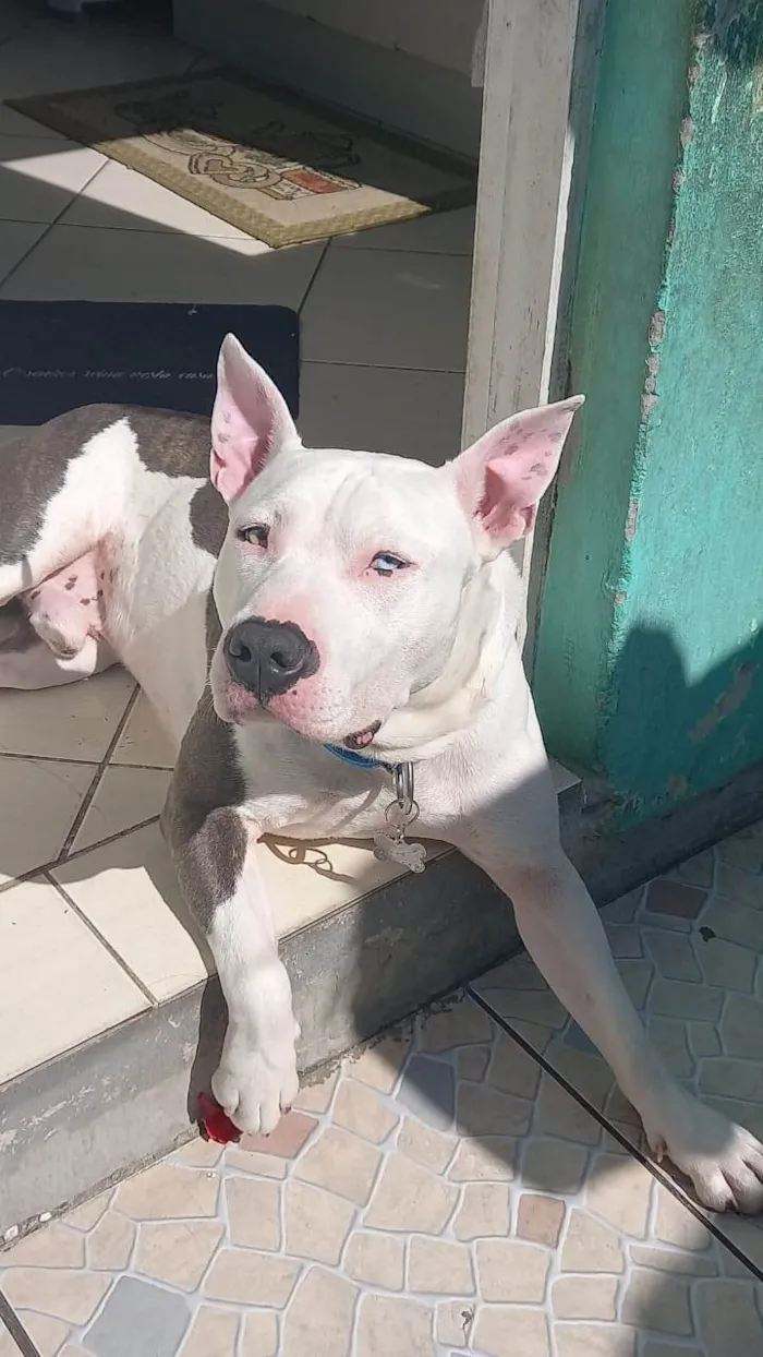 Cachorro ra a Pit-Bull idade 4 anos nome Bruce