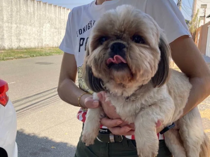 Cachorro ra a Shitzu idade 5 anos nome Desconhecido 