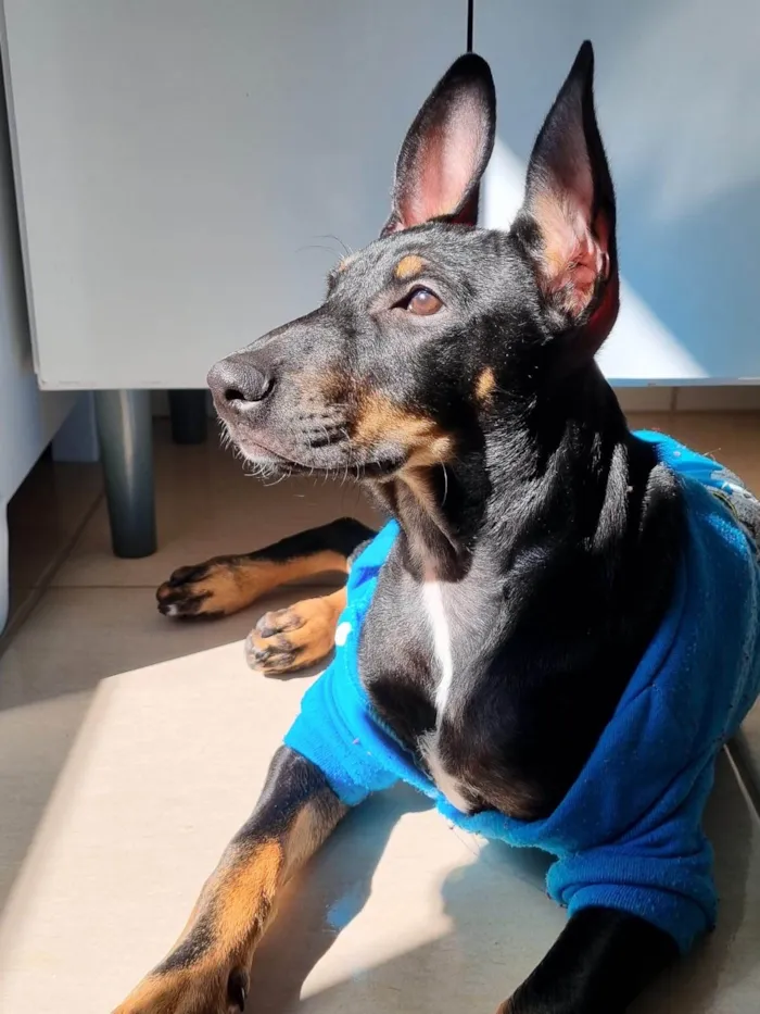 Cachorro ra a SRD-ViraLata idade 7 a 11 meses nome Duke