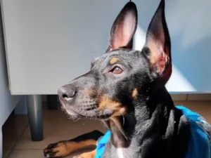 Cachorro raça SRD-ViraLata idade 7 a 11 meses nome Duke