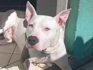 Cachorro raça Pit-Bull idade 4 anos nome Bruce