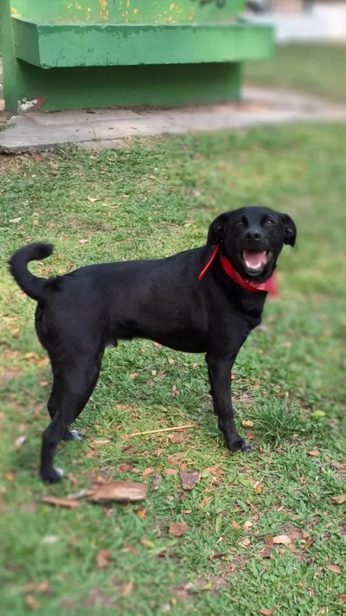 Cachorro ra a SRD-ViraLata idade 2 anos nome Oliver 