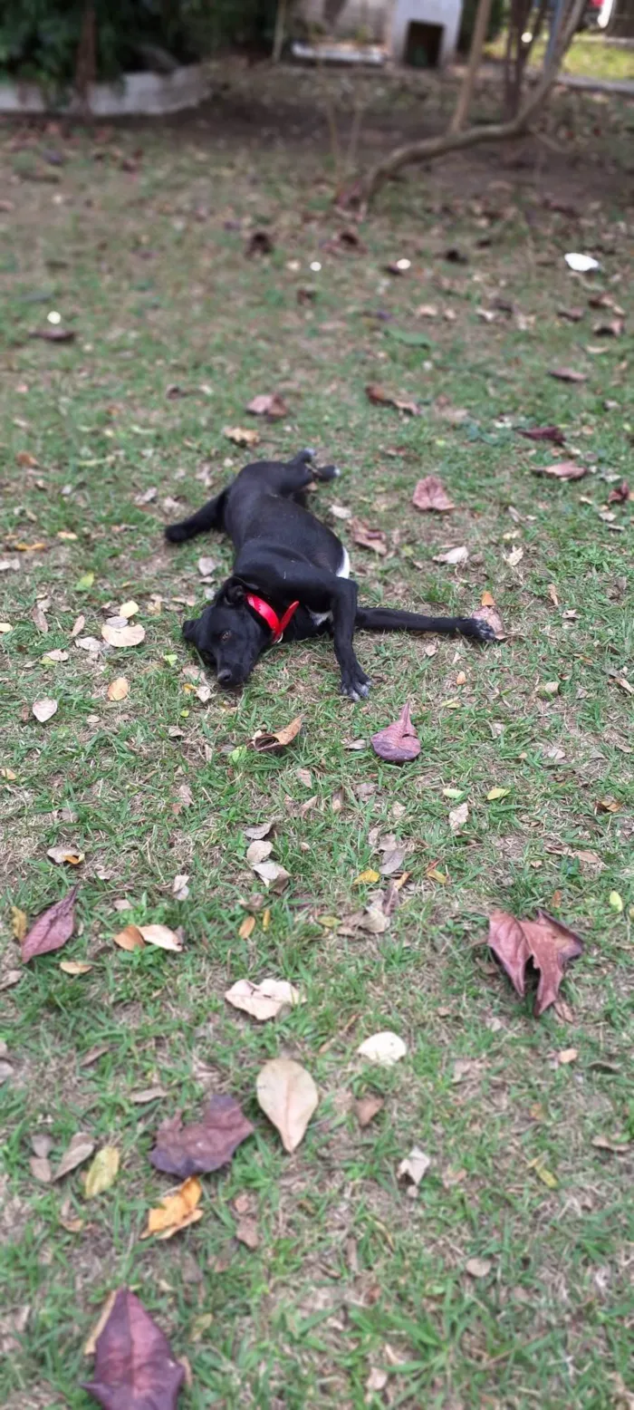 Cachorro ra a SRD-ViraLata idade 2 anos nome Oliver 