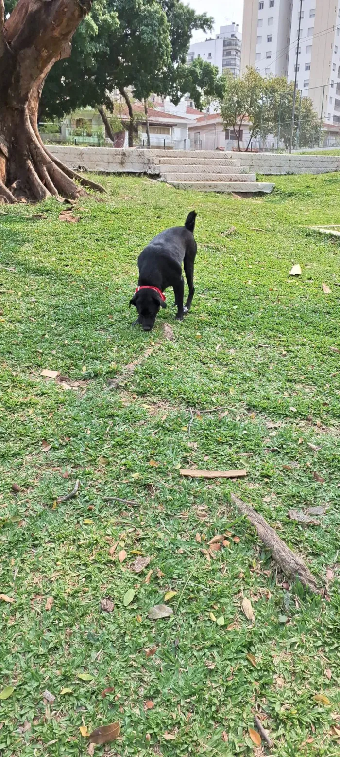 Cachorro ra a SRD-ViraLata idade 2 anos nome Oliver 