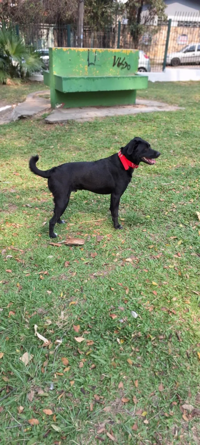 Cachorro ra a SRD-ViraLata idade 2 anos nome Oliver 