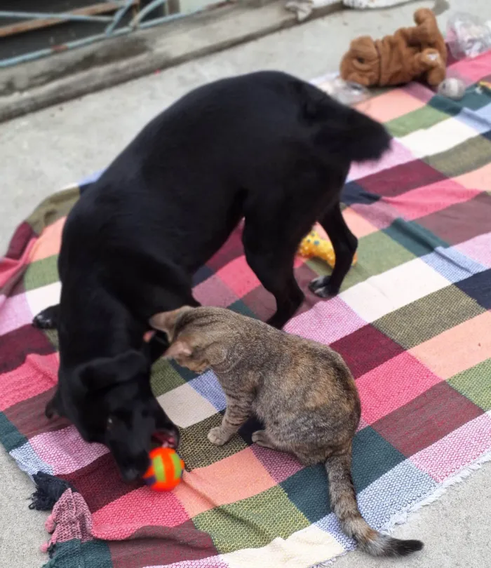 Cachorro ra a SRD-ViraLata idade 2 anos nome Oliver 