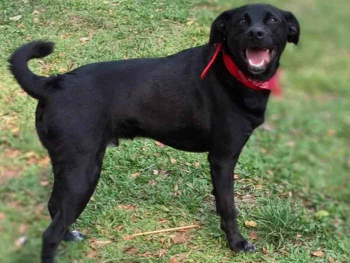 Cachorro ra a SRD-ViraLata idade 2 anos nome Oliver 