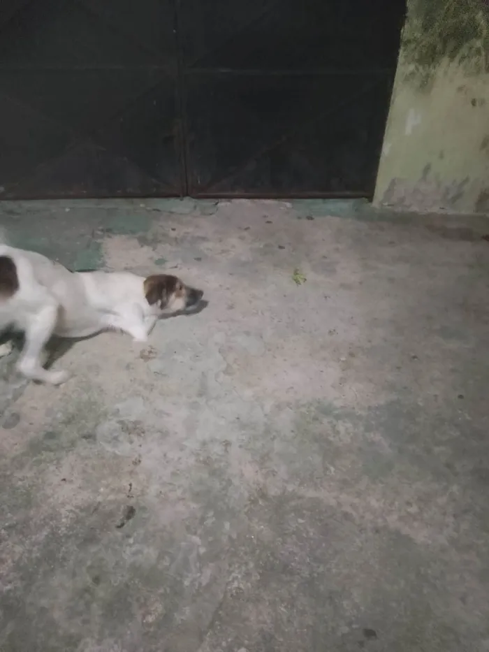 Cachorro ra a SRD-ViraLata idade 3 anos nome Soneca