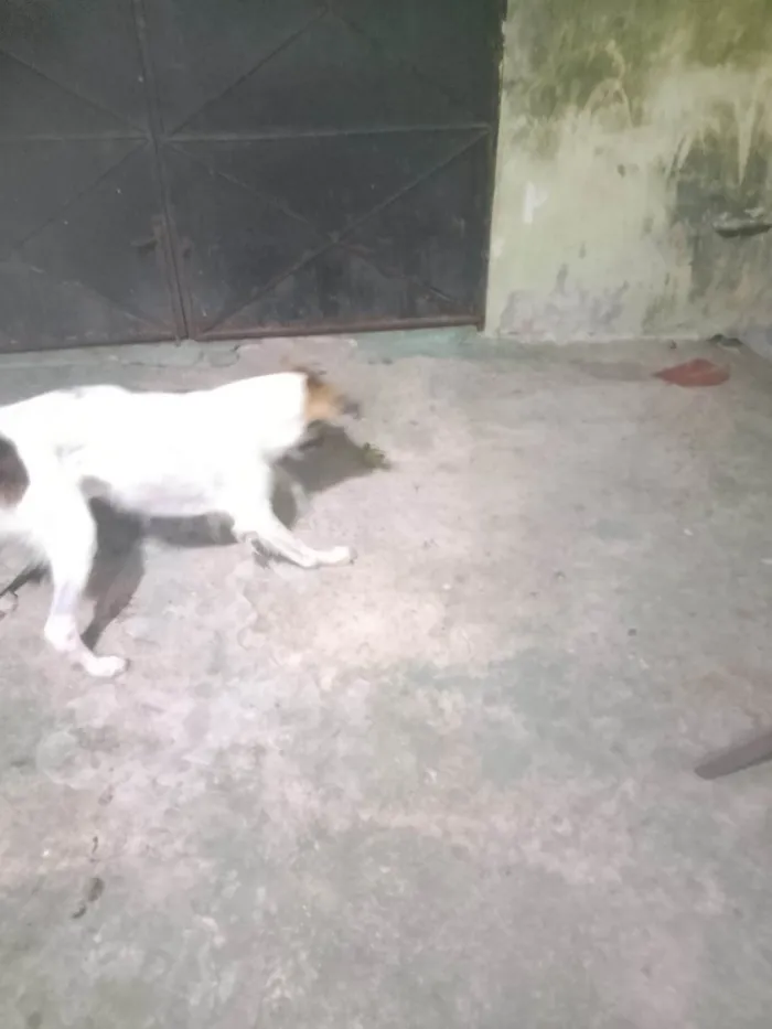 Cachorro ra a SRD-ViraLata idade 3 anos nome Soneca