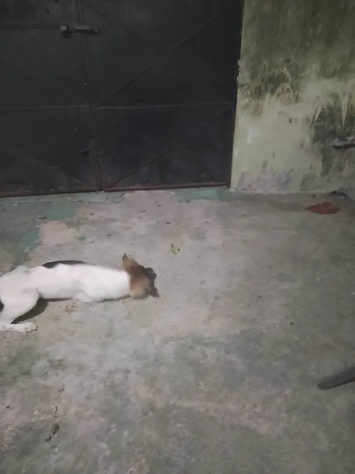 Cachorro ra a SRD-ViraLata idade 3 anos nome Soneca