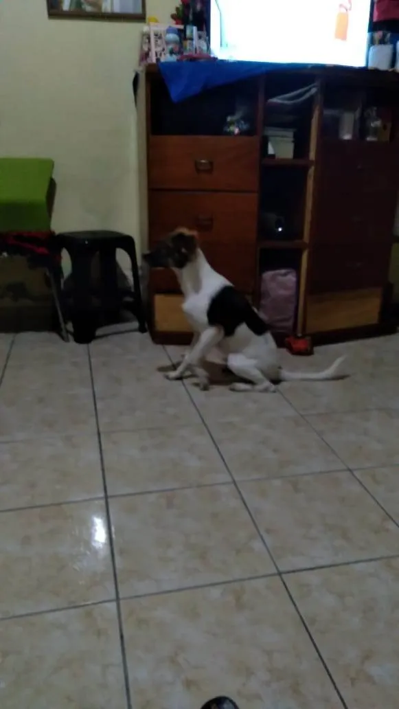 Cachorro ra a SRD-ViraLata idade 3 anos nome Soneca