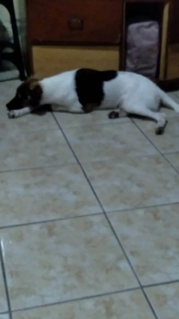 Cachorro ra a SRD-ViraLata idade 3 anos nome Soneca