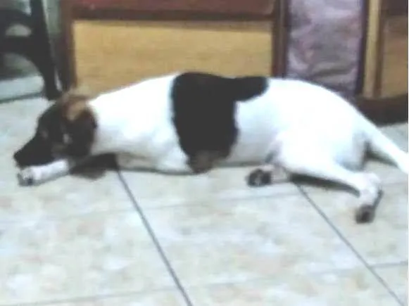 Cachorro ra a SRD-ViraLata idade 3 anos nome Soneca