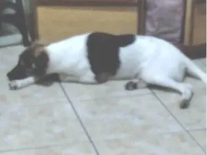 Cachorro raça SRD-ViraLata idade 3 anos nome Soneca