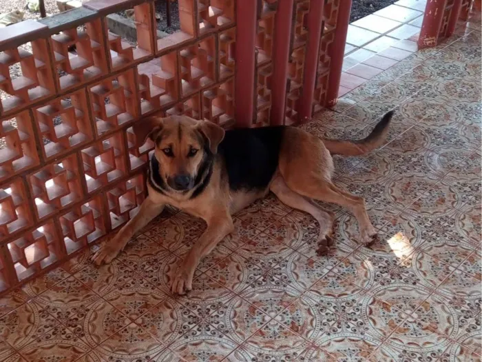 Cachorro ra a SRD-ViraLata idade 2 anos nome Pipoca