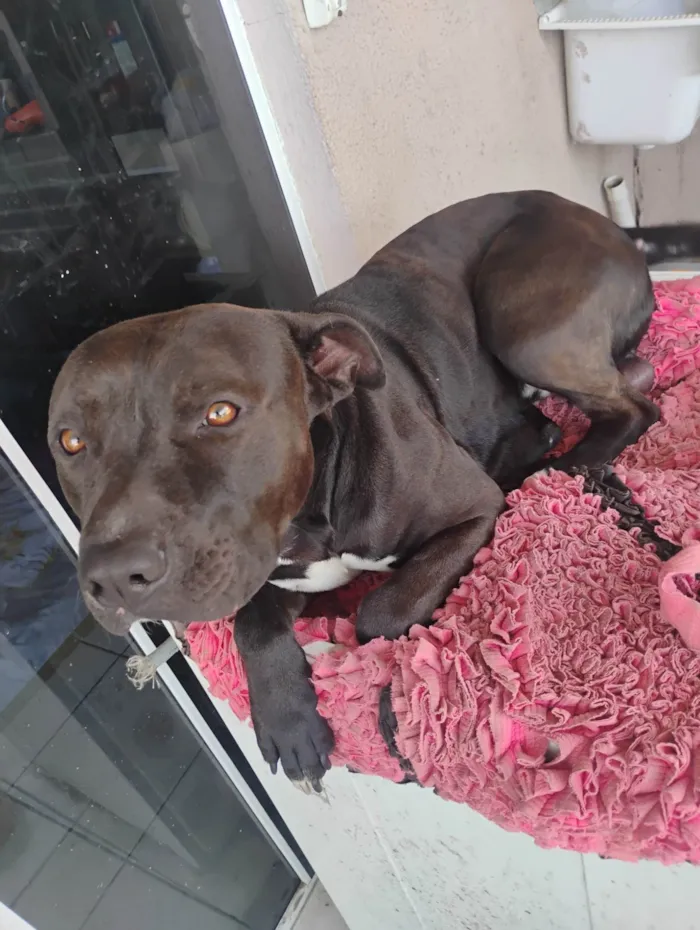 Cachorro ra a Pit-Bull idade 1 ano nome Thor