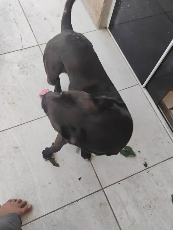 Cachorro ra a Pit-Bull idade 1 ano nome Thor