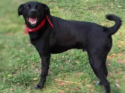 Cachorro raça SRD-ViraLata idade 2 anos nome Oliver 