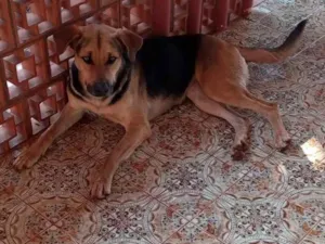 Cachorro raça SRD-ViraLata idade 2 anos nome Pipoca