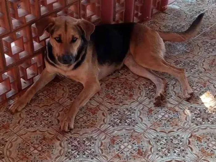 Cachorro ra a SRD-ViraLata idade 2 anos nome Pipoca