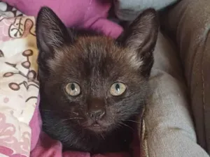 Gato raça SRD-ViraLata idade Abaixo de 2 meses nome Bebê marrom e preto adocao