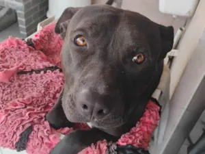 Cachorro raça Pit-Bull idade 1 ano nome Thor