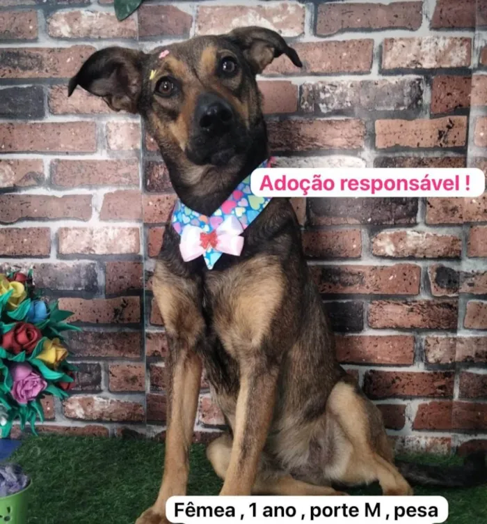 Cachorro ra a SRD-ViraLata idade 1 ano nome Belinha 