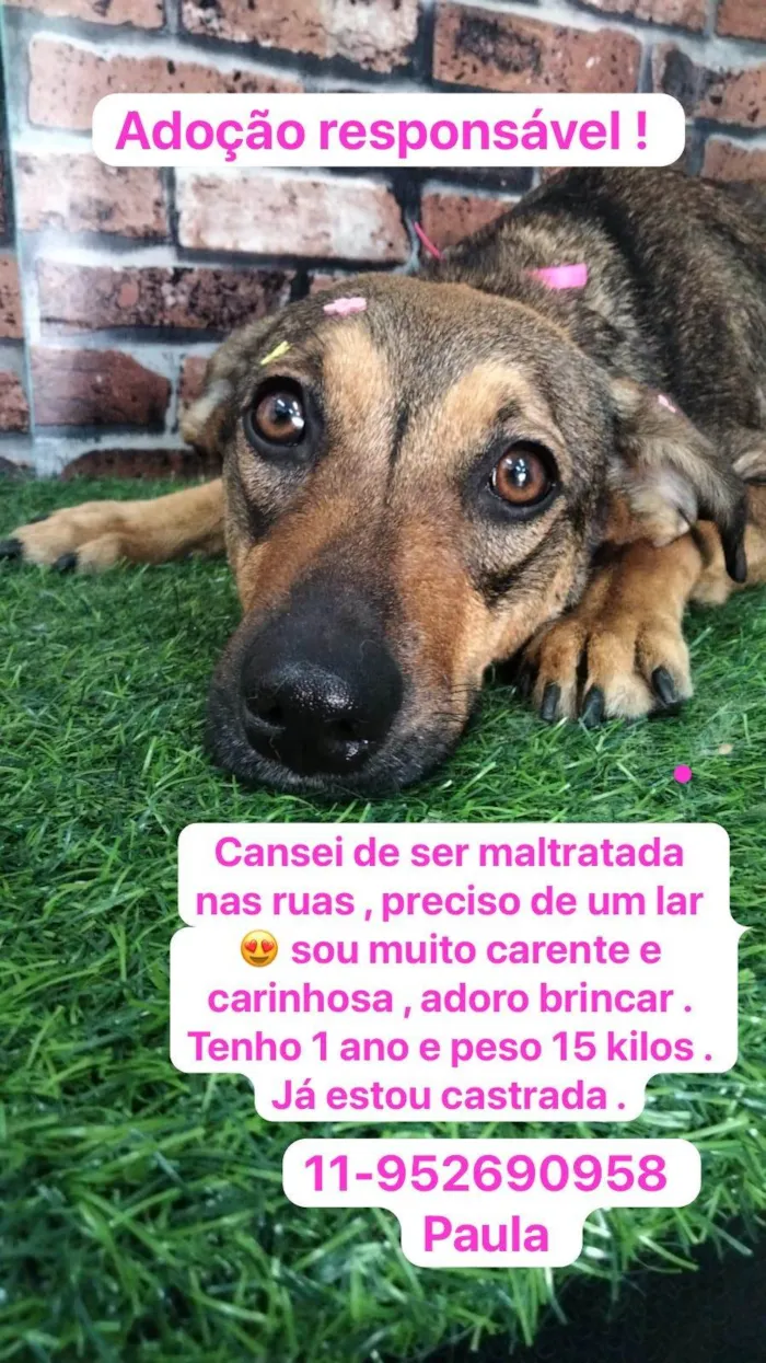 Cachorro ra a SRD-ViraLata idade 1 ano nome Belinha 