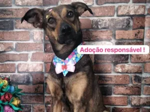 Cachorro raça SRD-ViraLata idade 1 ano nome Belinha 