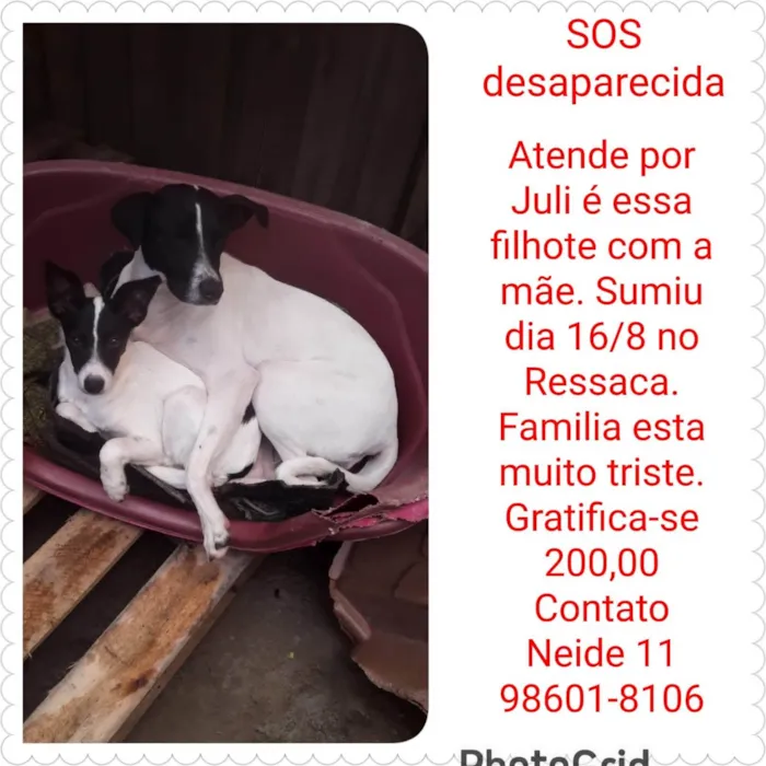 Cachorro ra a SRD-ViraLata idade 1 ano nome July