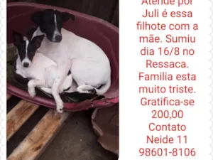 Cachorro raça SRD-ViraLata idade 1 ano nome July