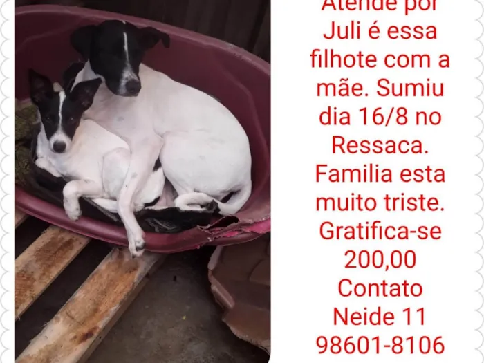 Cachorro ra a SRD-ViraLata idade 1 ano nome July