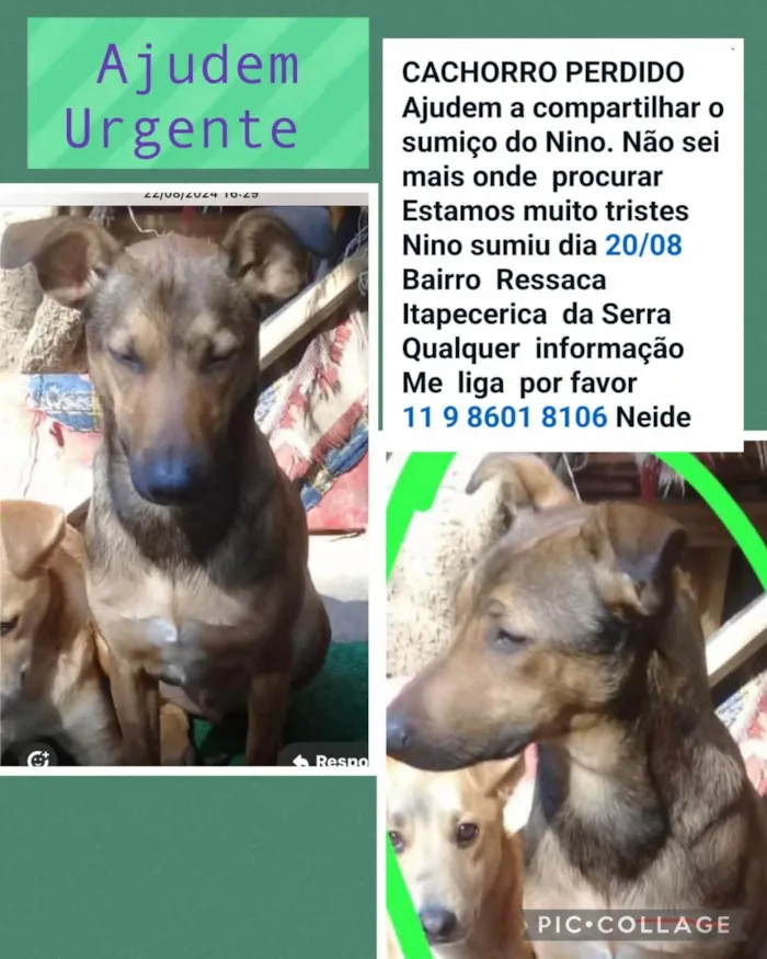 Cachorro ra a SRD-ViraLata idade 1 ano nome Nino