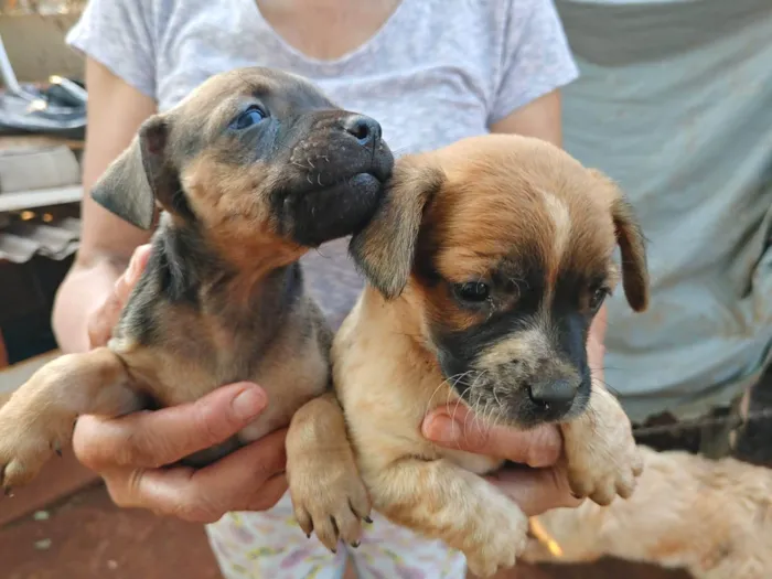 Cachorro ra a SRD-ViraLata idade 2 a 6 meses nome Filhotes 