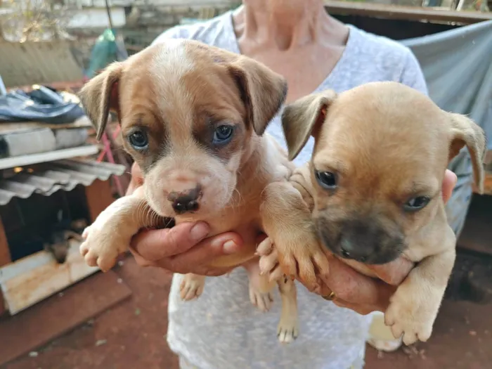 Cachorro ra a SRD-ViraLata idade 2 a 6 meses nome Filhotes 