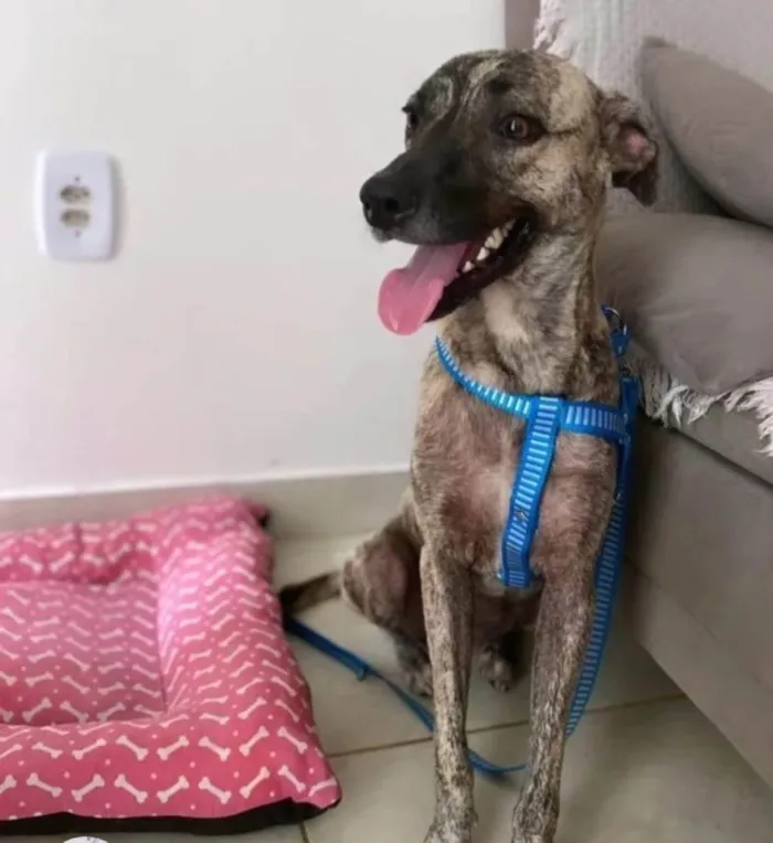 Cachorro ra a SRD-ViraLata idade 7 a 11 meses nome Sardinha 