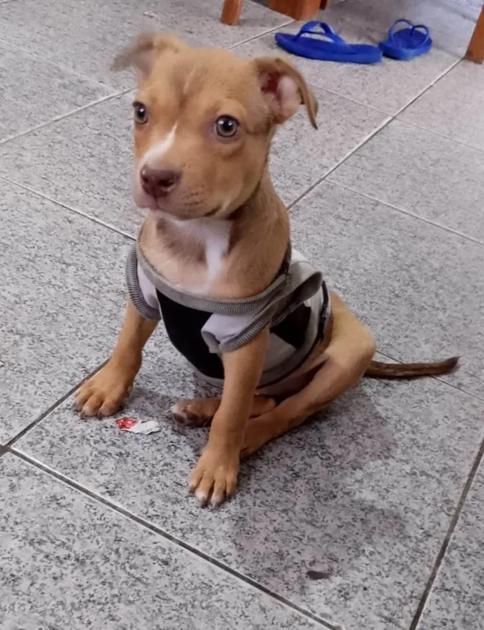 Cachorro ra a SRD-ViraLata idade 2 a 6 meses nome Pityy