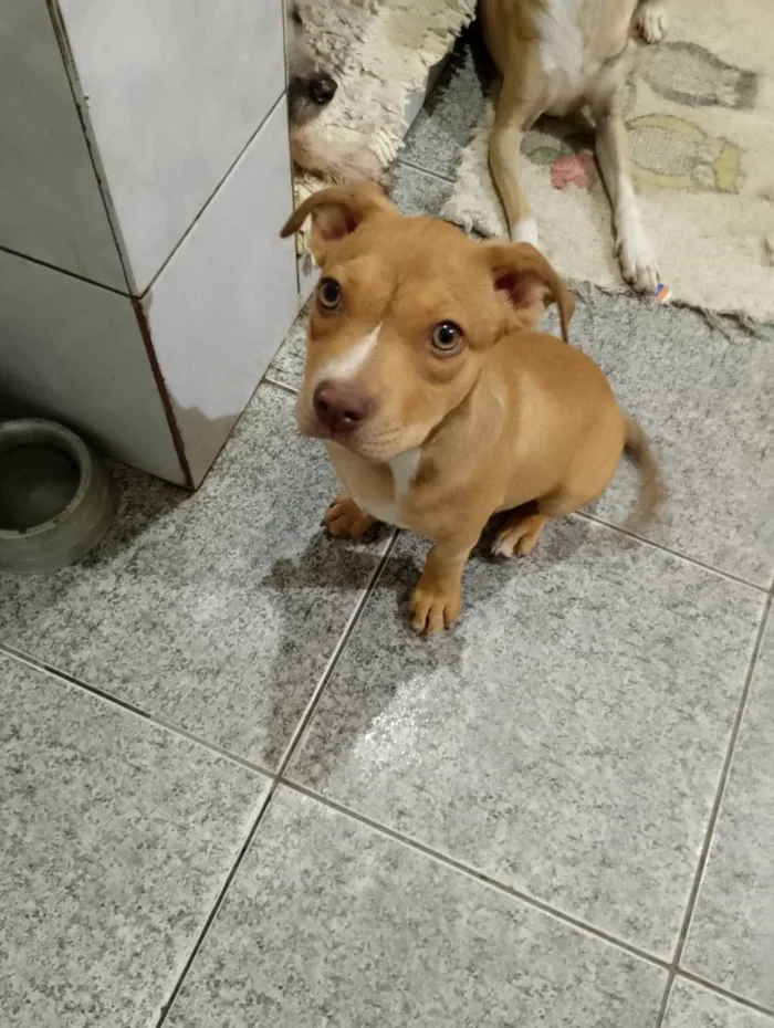 Cachorro ra a SRD-ViraLata idade 2 a 6 meses nome Pityy