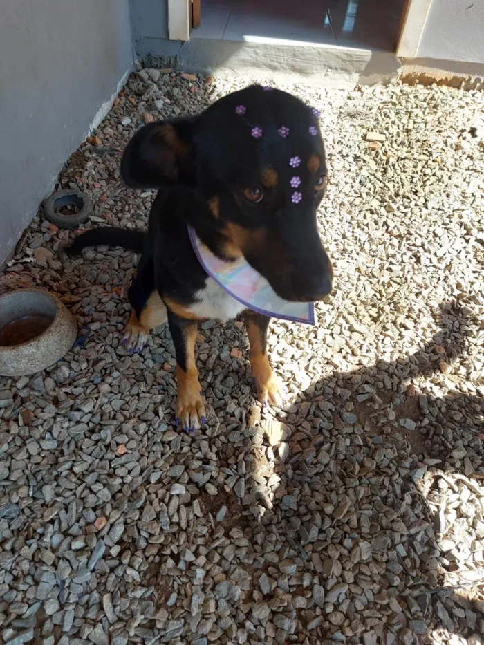 Cachorro ra a SRD-ViraLata idade 7 a 11 meses nome Sansa