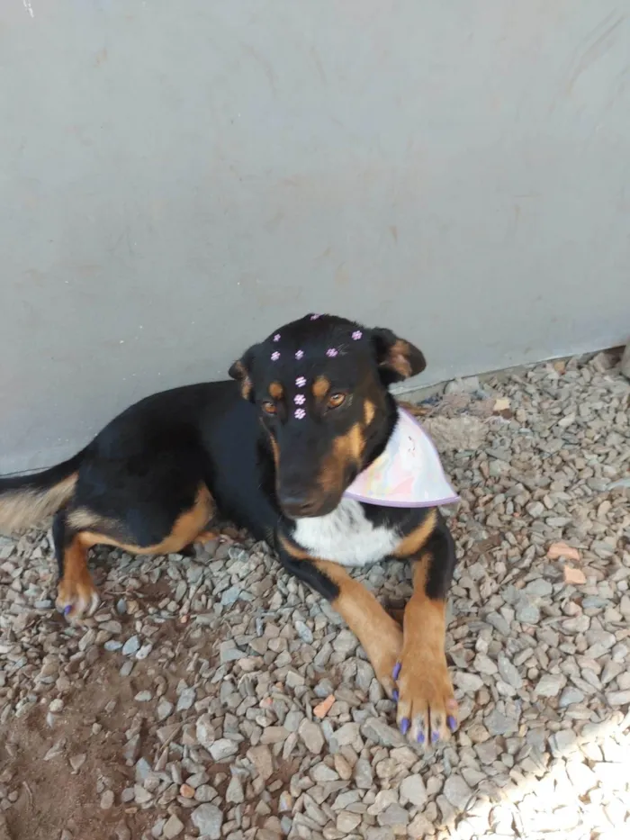 Cachorro ra a SRD-ViraLata idade 7 a 11 meses nome Sansa