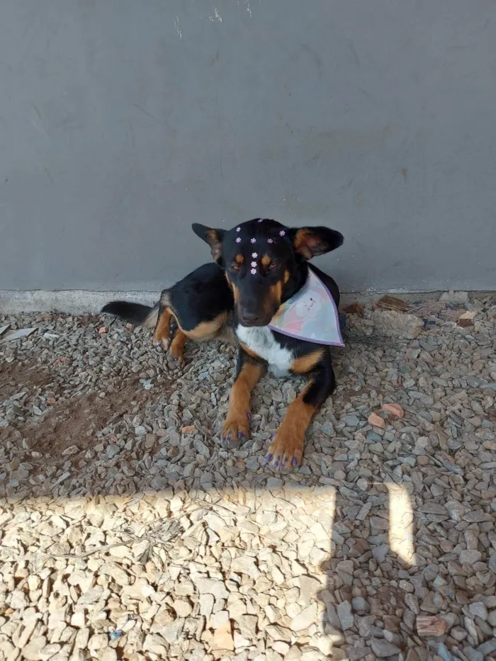 Cachorro ra a SRD-ViraLata idade 7 a 11 meses nome Sansa