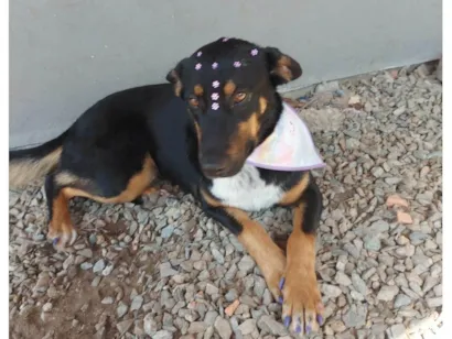 Cachorro raça SRD-ViraLata idade 7 a 11 meses nome Sansa