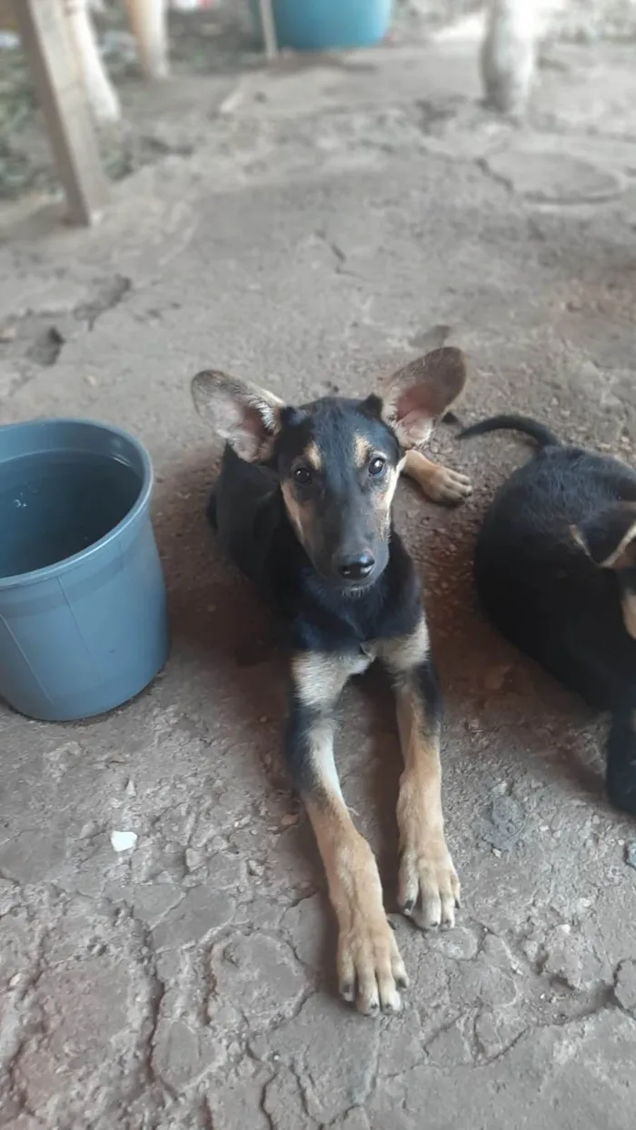 Cachorro ra a SRD-ViraLata idade 2 a 6 meses nome Scoob