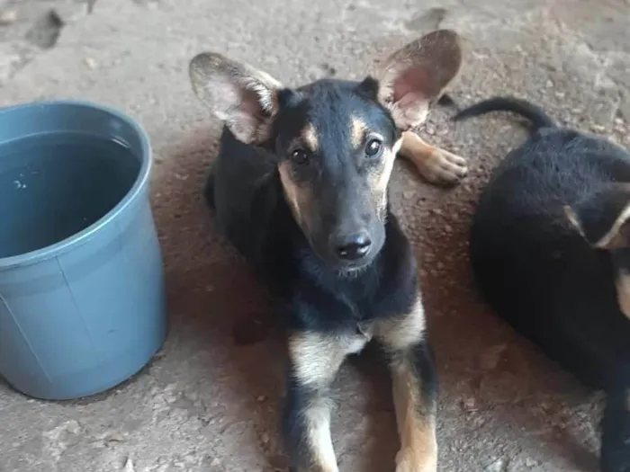 Cachorro ra a SRD-ViraLata idade 2 a 6 meses nome Scoob